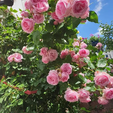 Haus Herzog טיטיזי-נוישטאדט