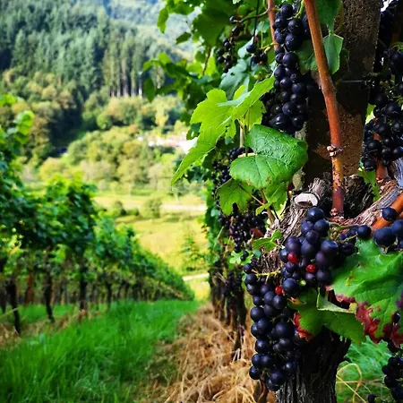 דירה Haus Herzog *